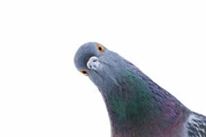 Pigeon