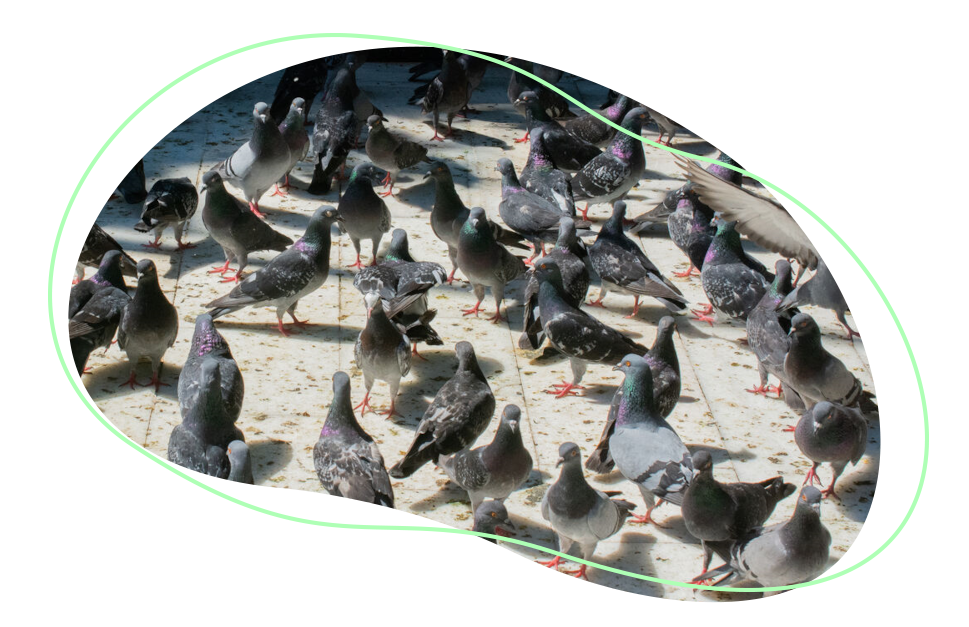Nuisibles Pigeons